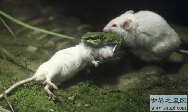 能够将蛇杀死，号称世界上最为凶恶的啮齿类老鼠(www.gifqq.com)