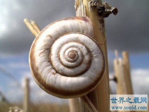 世界上最美丽的蜗牛，可以覆盖一个人的手掌(www.gifqq.com)