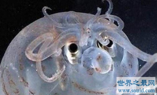 世界上最可爱的章鱼，面部是猪猪型的小猪章鱼(www.gifqq.com)