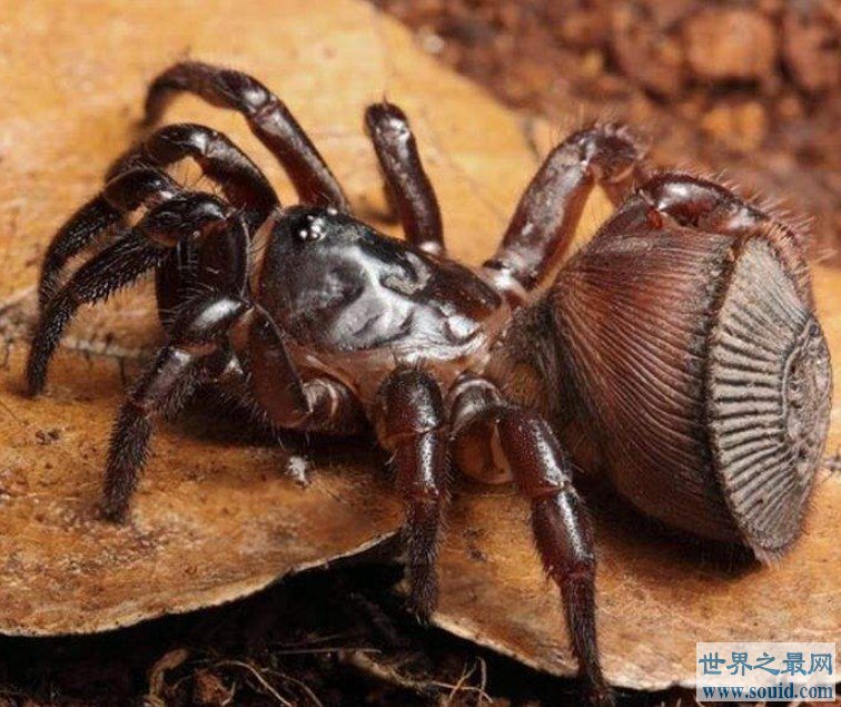 最奇葩的蜘蛛，屁股长的和铜币一摸一样(www.gifqq.com)