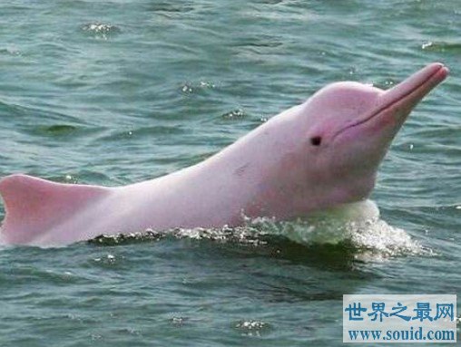 世界上最罕见的海豚，全身粉色，十分美丽(www.gifqq.com)