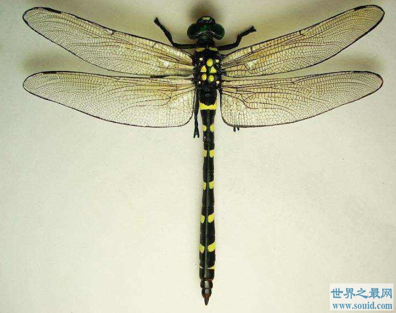 世界上捕杀率最高的蜻蜓，是丛林之王狮子的4倍(www.gifqq.com)