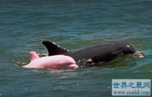世界上最罕见的海豚，全身粉色，十分美丽(www.gifqq.com)