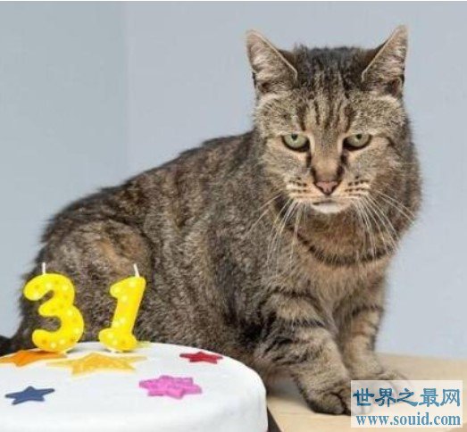 世界上最长寿的猫，享年38岁零3天(www.gifqq.com)