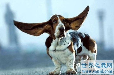 世界上耳朵最长的狗，像一只小精灵(www.gifqq.com)