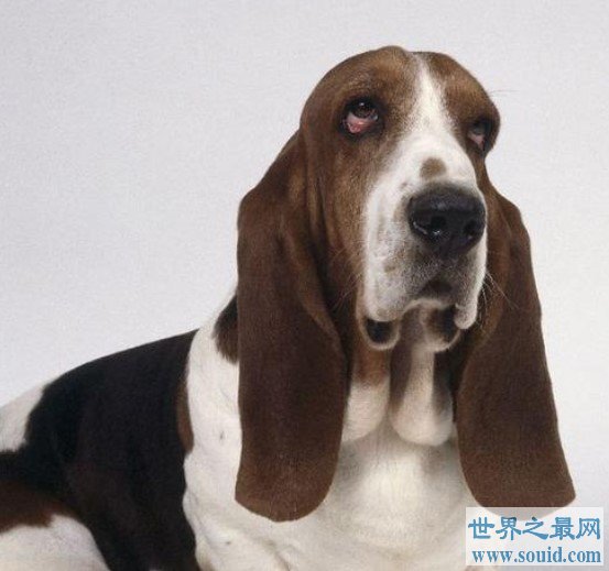 世界上耳朵最长的狗，像一只小精灵(www.gifqq.com)