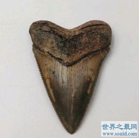 鲨鱼死后身上最有价值的部位，1万年中会形成化石(www.gifqq.com)