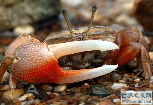世界上最会变色的螃蟹，随潮起潮落而变(www.gifqq.com)