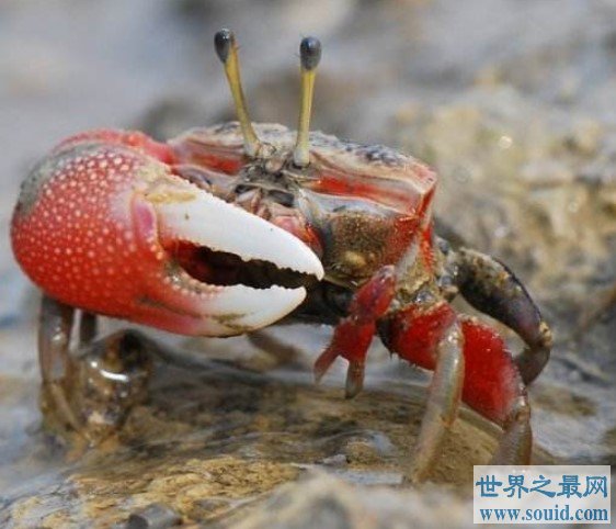 世界上最会变色的螃蟹，随潮起潮落而变(www.gifqq.com)