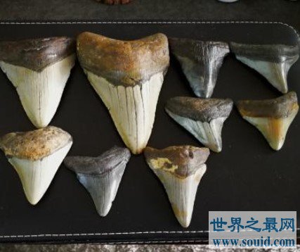 鲨鱼死后身上最有价值的部位，1万年中会形成化石(www.gifqq.com)