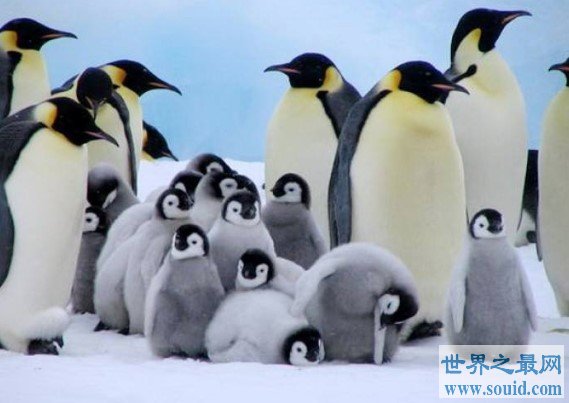 世界上最大的企鹅，最高纪录可以达到120厘米(www.gifqq.com)
