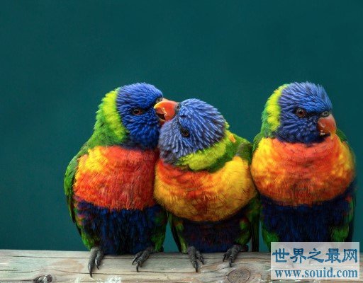 史上最美鹦鹉，俊俏的吸蜜鹦鹉会说话(www.gifqq.com)