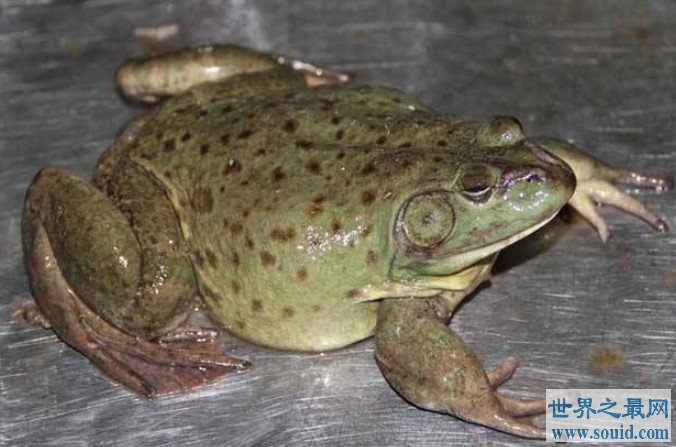 世界上最残忍的巨蛙，几分钟内可吞下一只老鼠(www.gifqq.com)