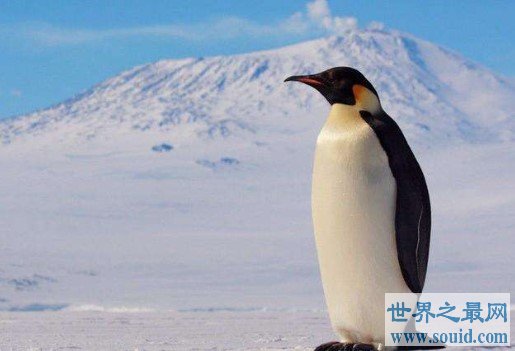 世界上最大的企鹅，最高纪录可以达到120厘米(www.gifqq.com)