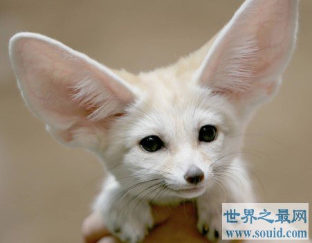 世界上最大耳朵的狐狸，像蝙蝠翅膀一样(www.gifqq.com)