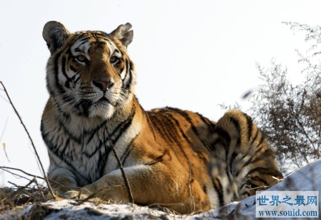世界上最厉害的老虎，真正的万兽之王(www.gifqq.com)