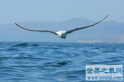 世界上飞行能力最强的鸟，可以在空中好几个小时不拍动翅膀(www.gifqq.com)