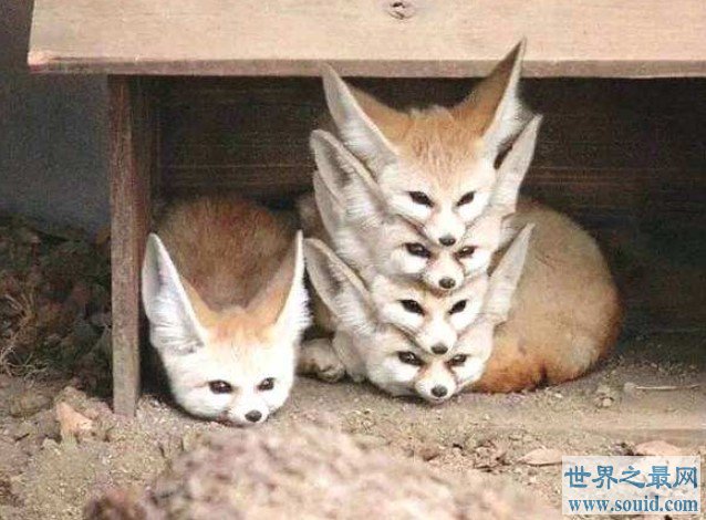 世界上最大耳朵的狐狸，像蝙蝠翅膀一样(www.gifqq.com)