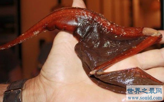 世界上最恐怖的鱼，轻松吞噬掉比自己体型还要大的动物(www.gifqq.com)