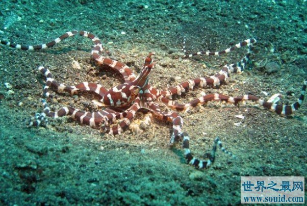 海洋中最会伪装的动物——拟态章鱼(www.gifqq.com)