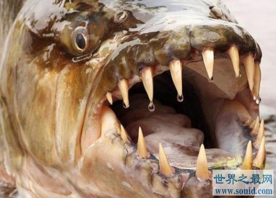 世界上真正的海洋霸主，32根锋利牙齿的凶猛怪鱼(www.gifqq.com)