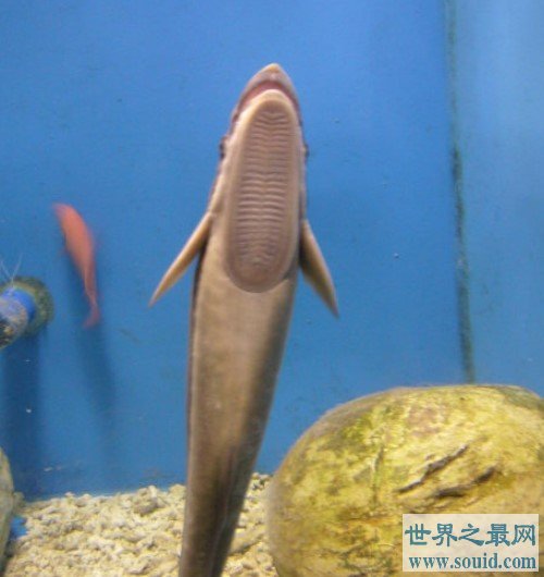 世界上最懒的鱼，号称“免费旅行家”(www.gifqq.com)