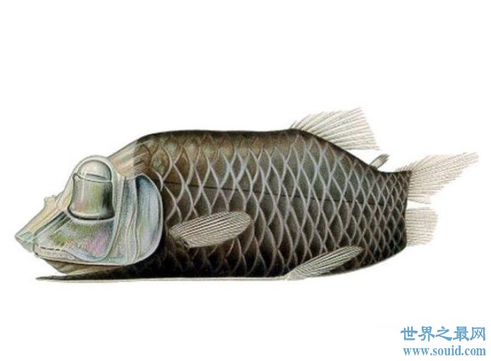 最没花样的管眼鱼，仅仅是头部呈现出透明(www.gifqq.com)