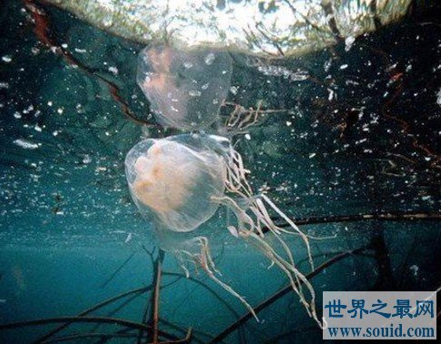 世界上最致命的水母，像极了箱子，方方正正的(www.gifqq.com)