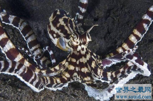 海洋中最会伪装的动物——拟态章鱼(www.gifqq.com)