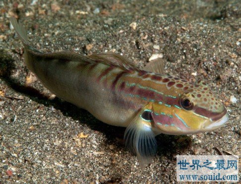 世界上最丑陋的鱼类之一，像龙虾以及老虎(www.gifqq.com)