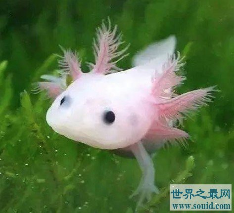 世界上最呆萌的宠物鱼， 长相呆萌，又很漂亮(www.gifqq.com)