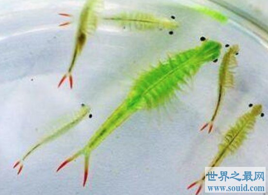 世界最美丽的水生动物，不能吃的仙女虾(www.gifqq.com)