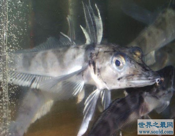 世界最抗冻的一种鱼，抗冻到我们不能想象(www.gifqq.com)