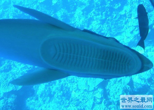 世界上最懒的鱼，号称“免费旅行家”(www.gifqq.com)