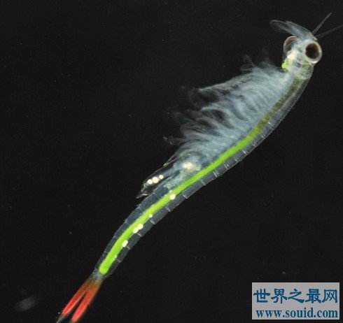 世界最美丽的水生动物，不能吃的仙女虾(www.gifqq.com)