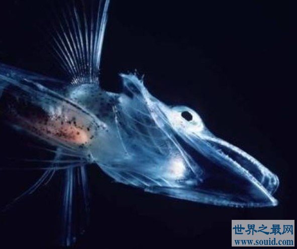 世界最抗冻的一种鱼，抗冻到我们不能想象(www.gifqq.com)