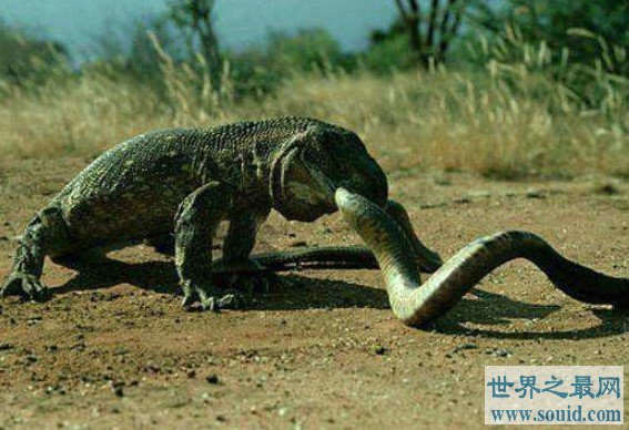 世界上最大的蜥蜴，岛上的居民称之为“科摩多的龙”(www.gifqq.com)