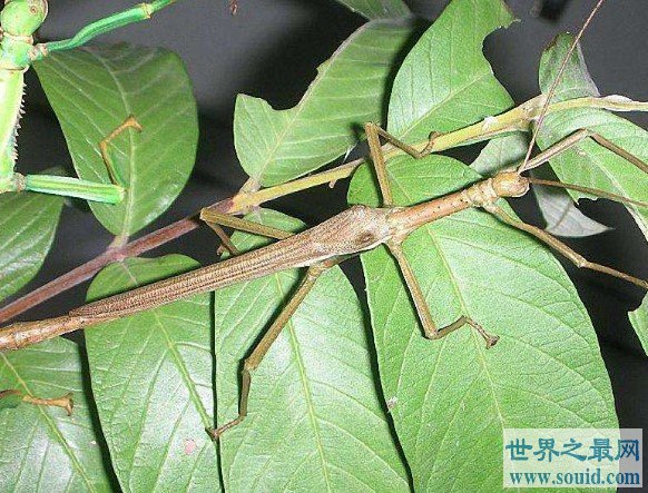世界上最长的昆虫，其细长的身体长达27厘米(www.gifqq.com)