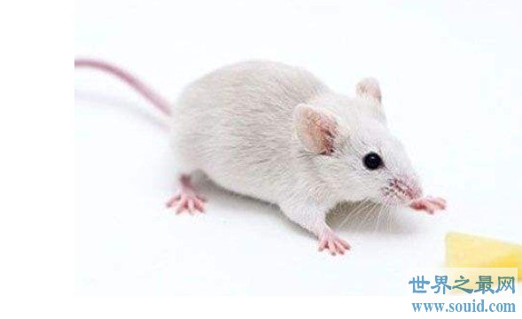 被当成最多实验的动物，和人类大脑具有进化保守性(www.gifqq.com)