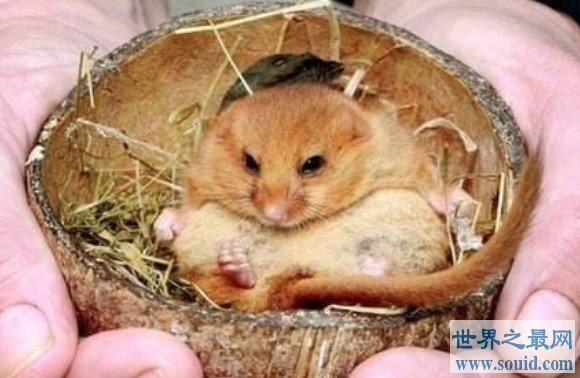 世界上最喜欢睡觉的老鼠，每年大约有9个月都在冬眠(www.gifqq.com)