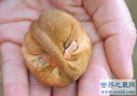 世界上最喜欢睡觉的老鼠，每年大约有9个月都在冬眠(www.gifqq.com)