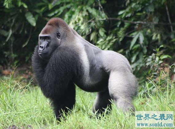 实力最强悍的猩猩，最大可达700斤(www.gifqq.com)