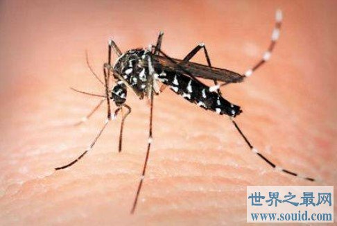 世界上最毒的蚊子，是多种疾病传播的媒介(www.gifqq.com)