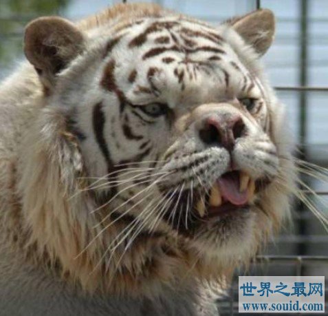 世界上最丑的老虎，天生的短鼻和大脸(www.gifqq.com)
