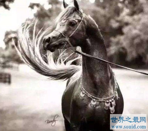 世界上最名贵的马，它们被誉为“活着的艺术品”(www.gifqq.com)