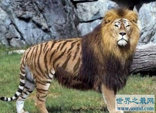 狮虎兽和虎狮兽的区别，为什么虎狮兽比狮虎兽更为珍贵(www.gifqq.com)