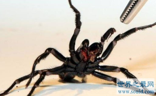 世界上最致命的蜘蛛，毒液杀死8人(www.gifqq.com)