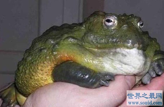 世界上最凶猛的青蛙，能跳近4米高，3米远(www.gifqq.com)