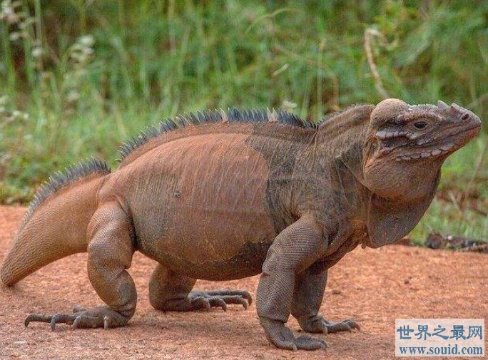 世界上最长寿的犀牛鬣蜥,活了整整69岁(www.gifqq.com)