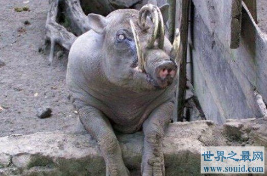 世界上最奇特的猪，不足4000头(www.gifqq.com)
